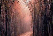 波兰明星球员阿纳托利•科洛夫当选年度最佳：一场足球盛宴的传奇